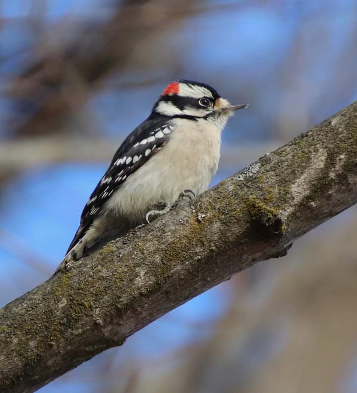 Bird Picture 3